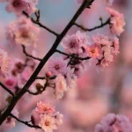 KHÔNG PHẢI NHẬT BẢN, VẪN NGẮM ĐƯỢC HOA ANH ĐÀO